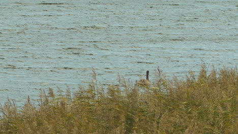 Joven-Cisne-Mudo-Nadando-En-El-Lago-Liepaja-En-Un-Hermoso-Día-Soleado-De-Otoño,-Plano-General