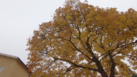 looking up on tree top with yellow leafs in the middle of october