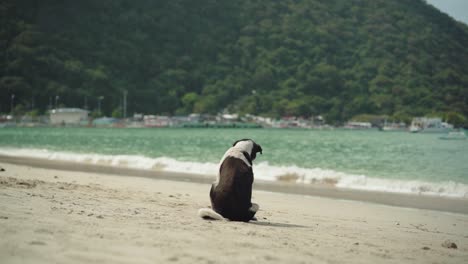 Perro-Sentado-En-La-Orilla-Mientras-Se-Rasca-El-Cuerpo-En-La-Famosa-Isla-Tropical-En-El-Nido,-Filipinas-Durante-El-Día-Soleado---Hermosa-Atracción-Turística---Primer-Plano