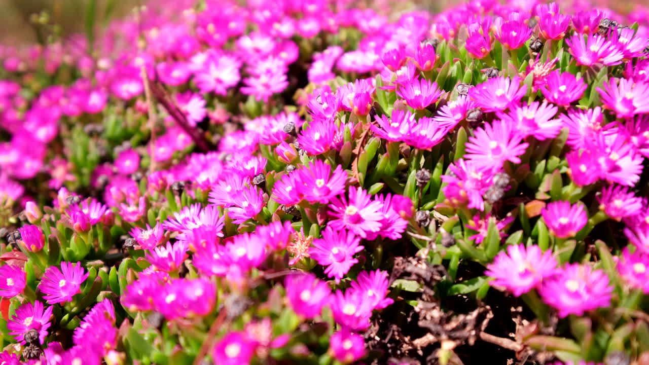 Breeze blowing over pink carpet of Delosperma iceplant flowers in bloom