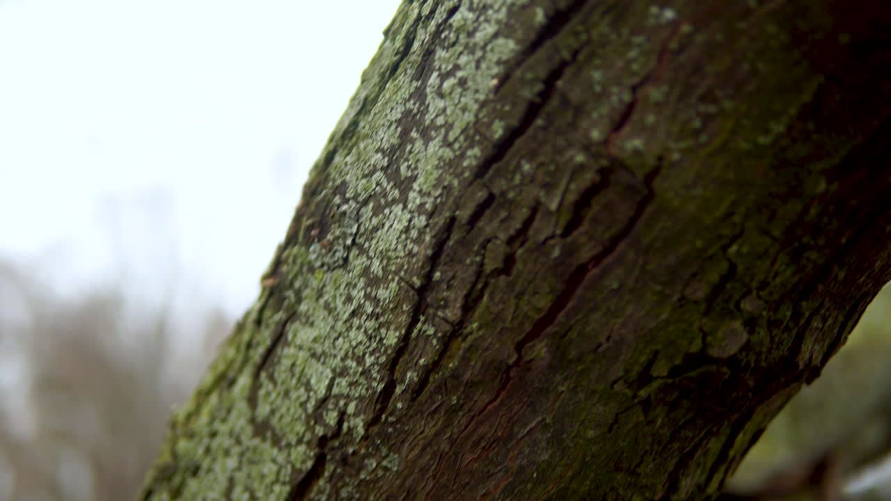 Close-up of the tree trunk, lonely trees in the park, cracked bark and natural shapes engraved on the bark , Track down