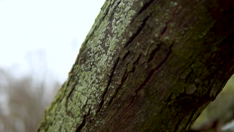 Close-up-of-the-tree-trunk,-lonely-trees-in-the-park,-cracked-bark-and-natural-shapes-engraved-on-the-bark-,-Track-down