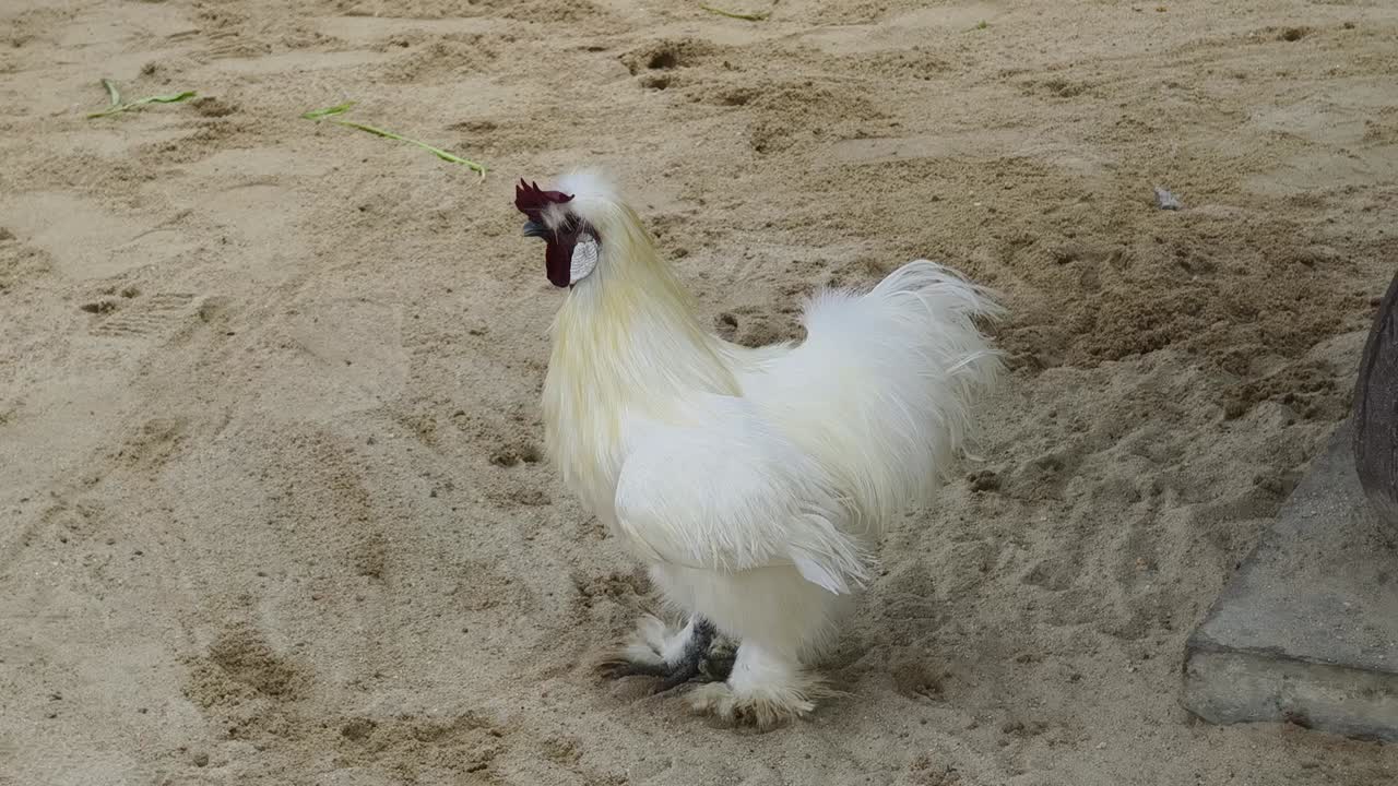 gallo blanco en una zona arenosa