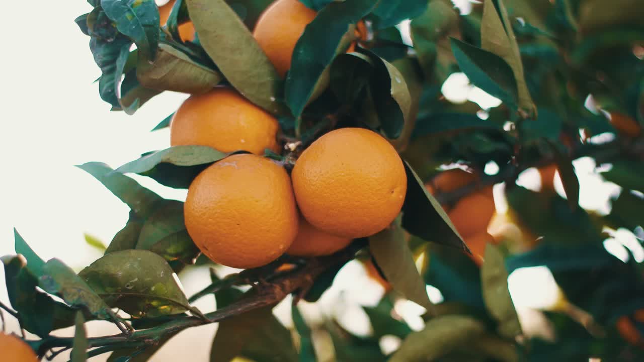cerca de la mano recogiendo naranjas de un naranjo en el huerto en la primavera mediterránea