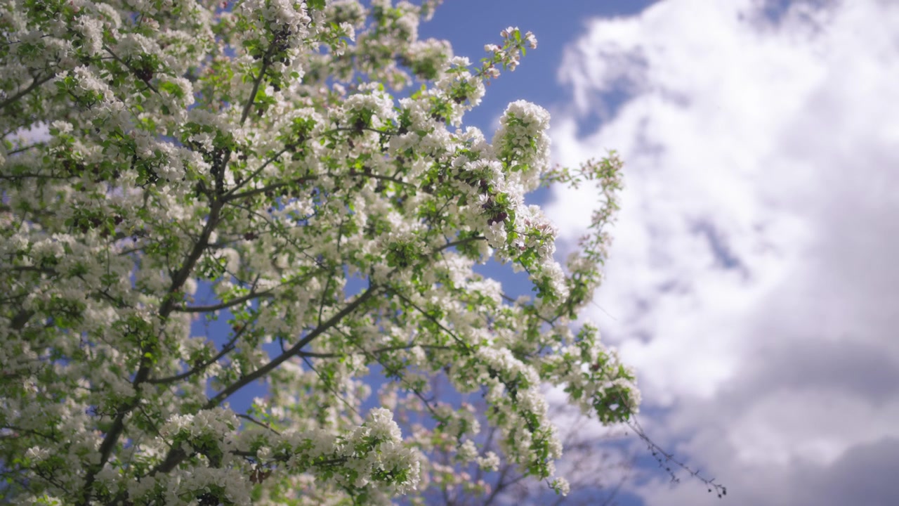 Apple trees blooming with white flowers against blue sky background