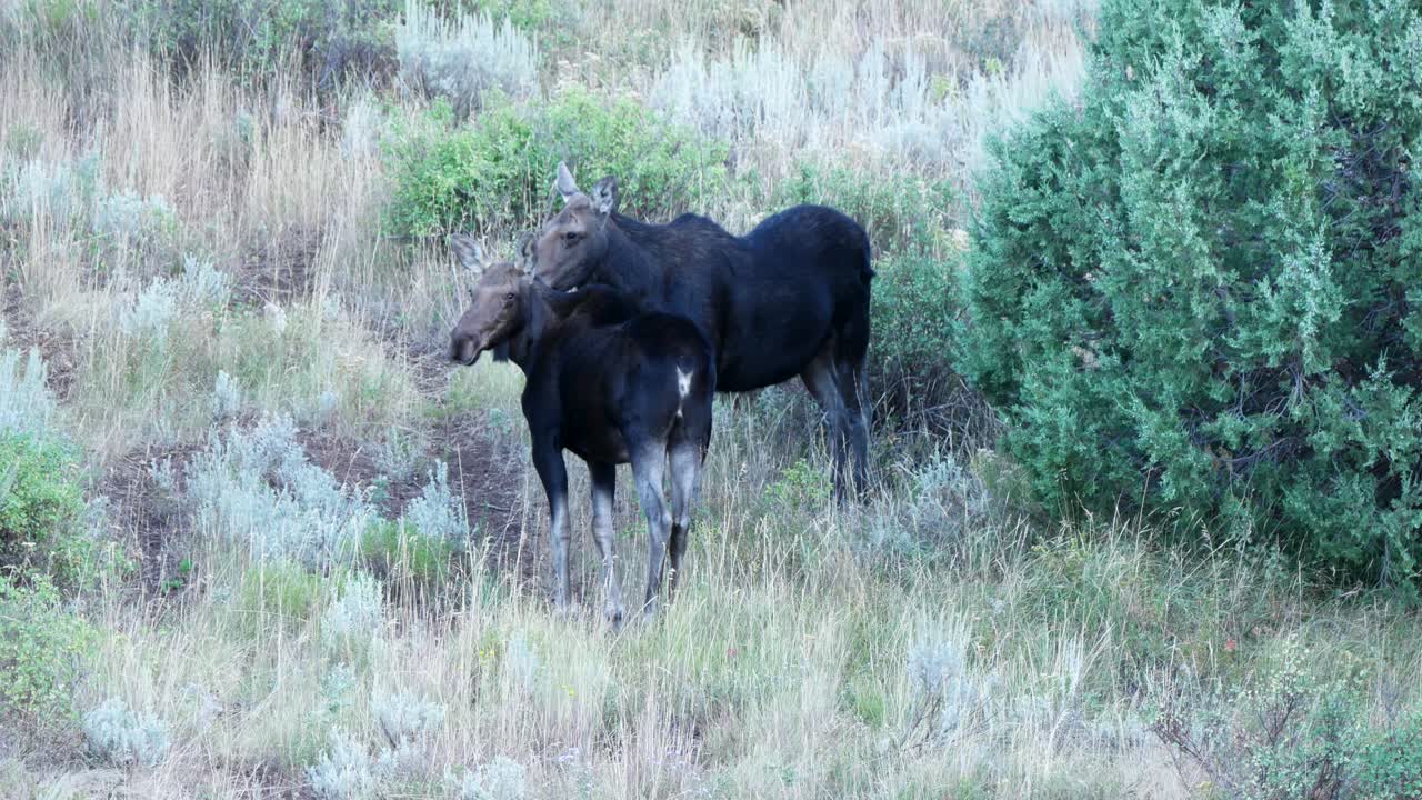 A cow and yearling moose calf on a mountainside