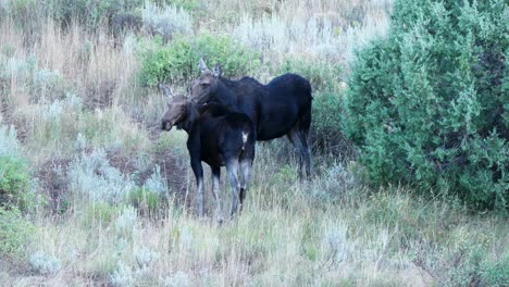 A-cow-and-yearling-moose-calf-on-a-mountainside