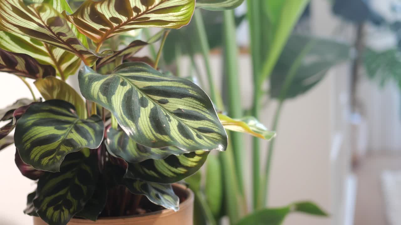 Close-up of a Calathea Houseplant