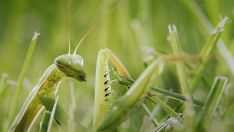 la mantis religiosa se esconde en la hierba verde y se mezcla con el fondo.