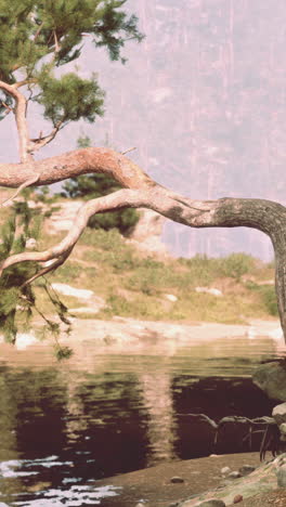 beautiful lake in the forest with a pine tree hanging over the water