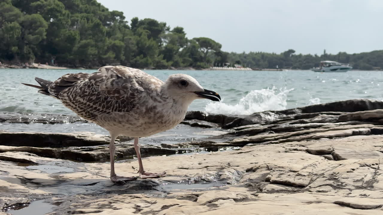 Juvenile gull standing on wet rocks by the sea, waves splashing in the background, closeup of coastal bird in natural habitat