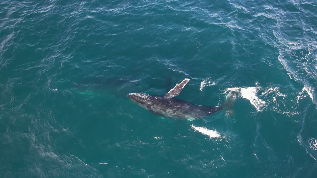 Humpback Whales Playing Around In The Ocean In New South Wales, Australia - Aerial Shot