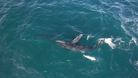 humpback whales playing around in the ocean in new south wales, australia - aerial shot