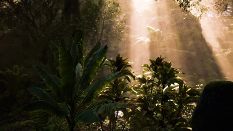 sunlight filtering through the dense foliage of a lush jungle