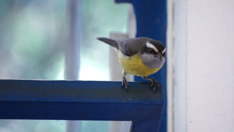 Un-Bananaquit-Aterriza-En-La-Ventana,-Mira-A-Su-Alrededor-Y-Sale-Volando