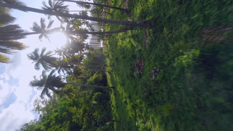 Drone-low-altitude-flies-between-coconut-trees-with-bright-sun-in-background,-Playa-El-Valle-beach,-Samana-in-Dominican-Republic