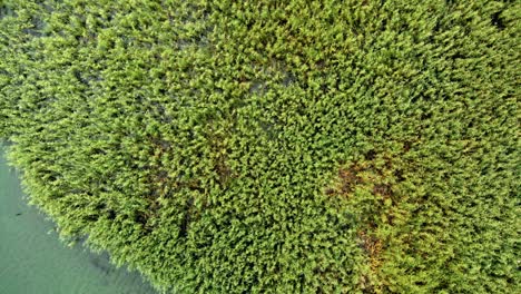 Aerial-shot-of-wild-island-made-of-reed-and-cane-in-Struga-at-Ohrid-Lake-in-Macedonia