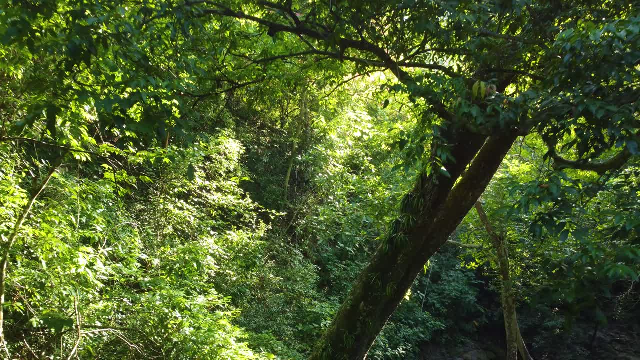 Sunlight filters through the dense canopy of Minca's tropical rainforest in Colombia, highlighting the vibrant green foliage, aerial view