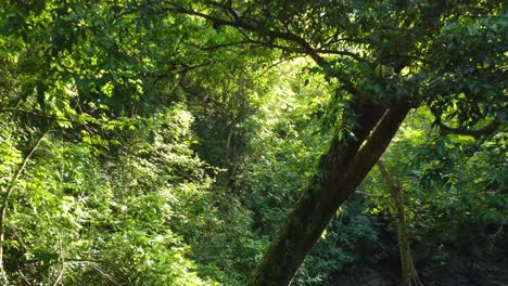sunlight filters through the dense canopy of minca's tropical rainforest in colombia, highlighting the vibrant green foliage, aerial view