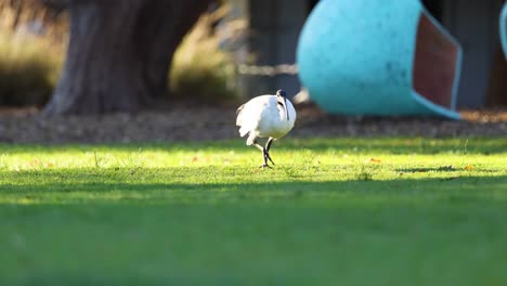 an ibis walking on grass at melbourne