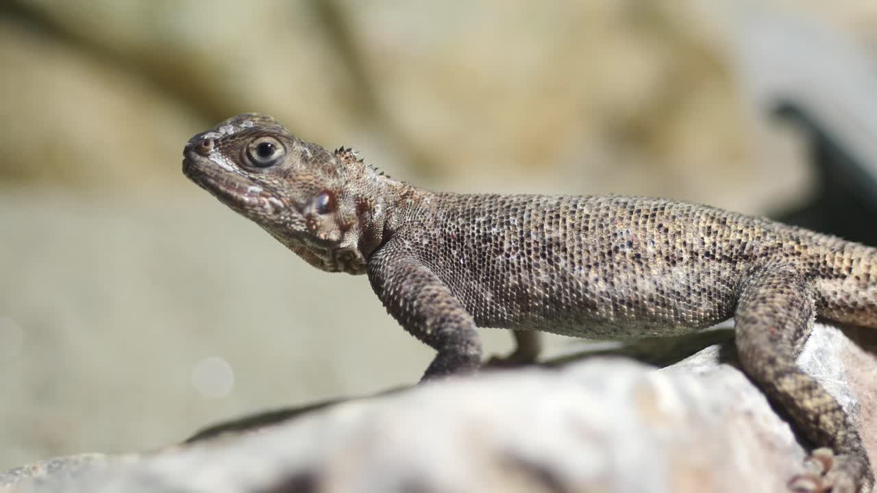 Lizard close-up