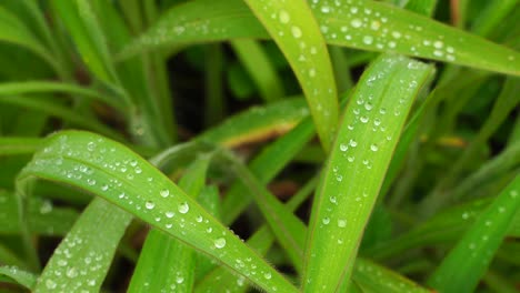 4k de primer plano de gotas de agua en el césped