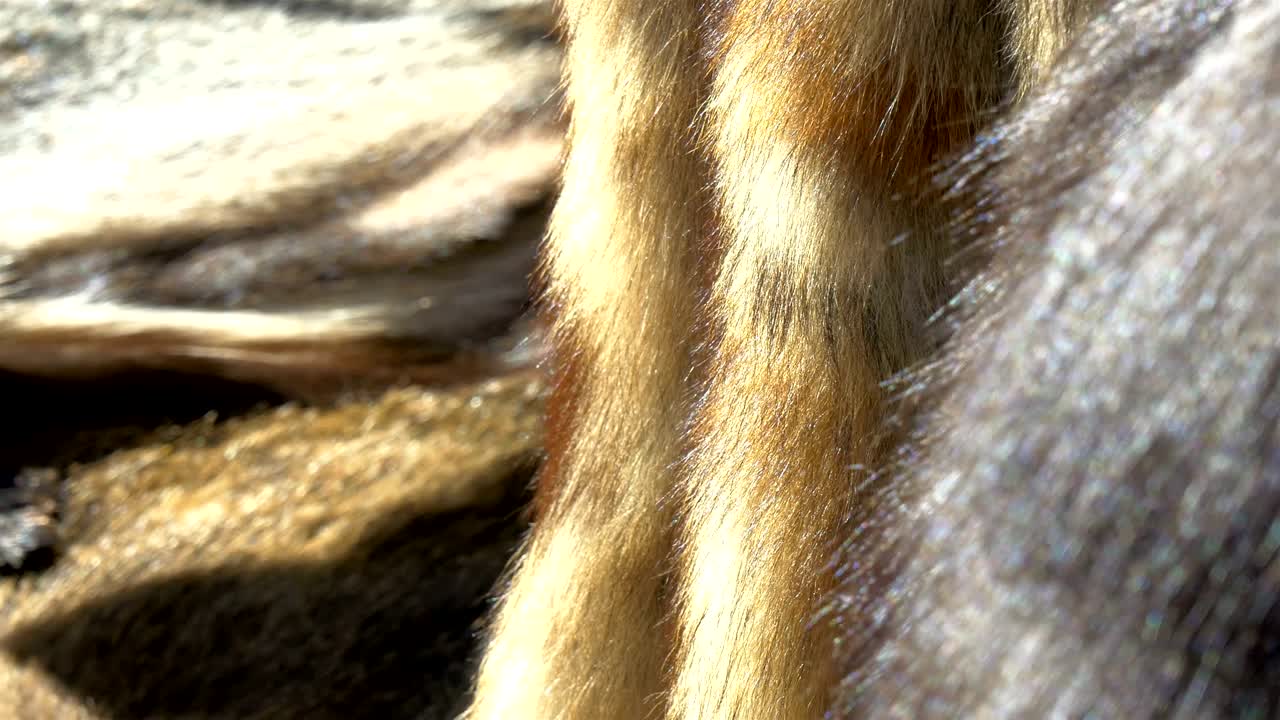 el pelaje negro de un vikingo en tallin estonia gh4 4k uhd