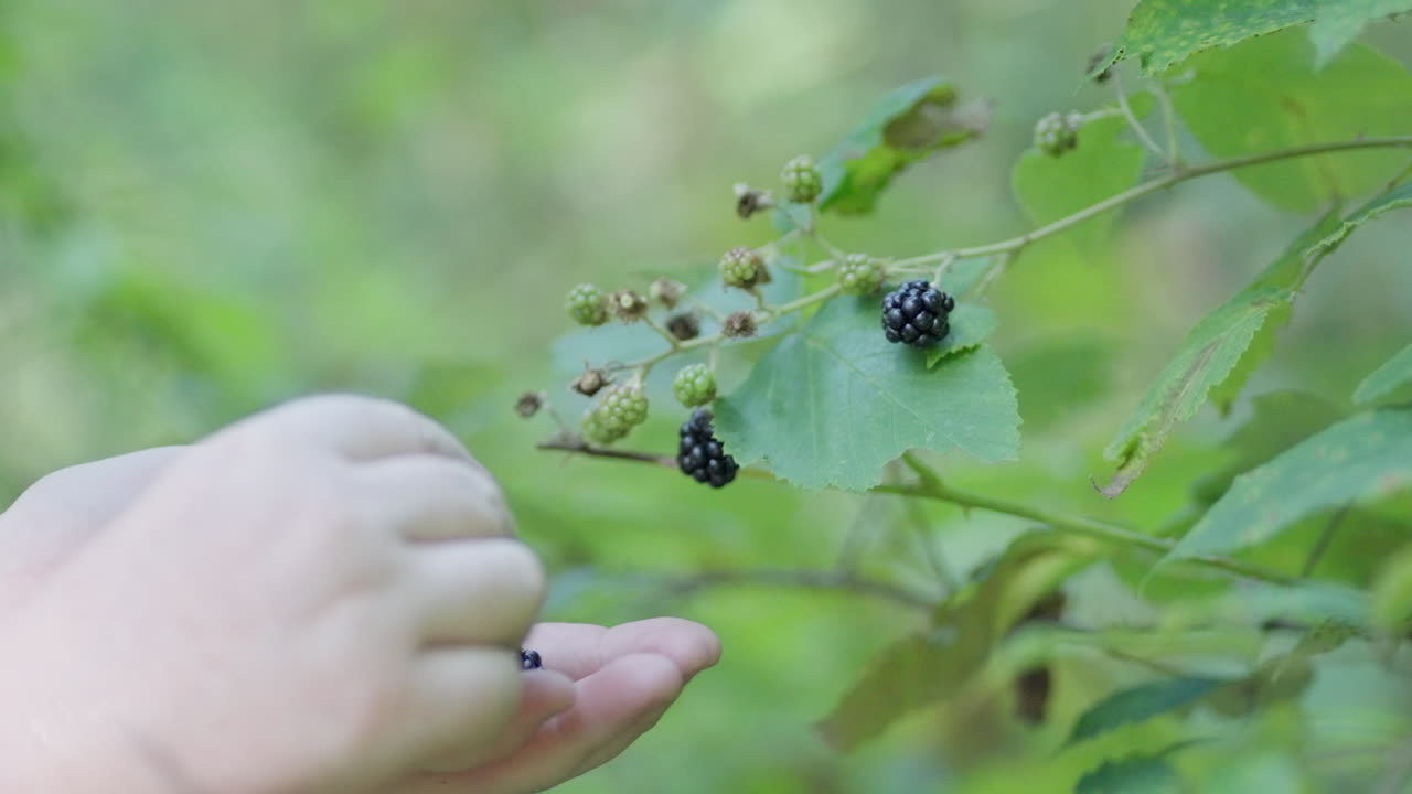 Close up of Women's Hands picking Blackberry Forest Fruits during a day in the middle of a green forest in slow motion