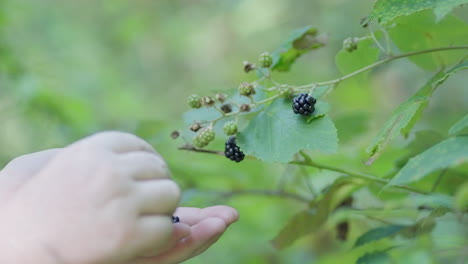 Close-up-of-Women's-Hands-picking-Blackberry-Forest-Fruits-during-a-day-in-the-middle-of-a-green-forest-in-slow-motion