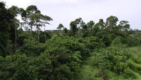 Aerial:-view-over-lush-green-jungle-rainforest-canopy,-drone-dolly-in