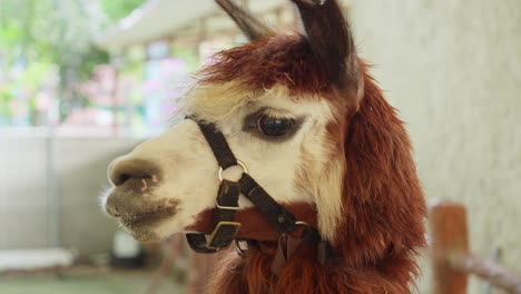 closeup shot of an alpaca animal indoors, facial expression