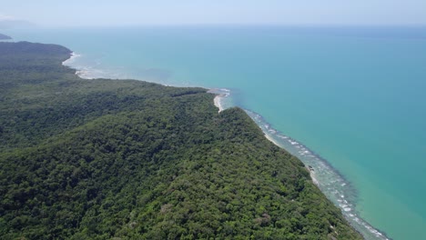 dense thicket in tropical mountains of daintree national park, cape tribulation, queensland, australia