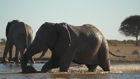 Cámara-Lenta-De-Elefante-Chapoteando-Fuertemente-En-El-Pozo-De-Agua