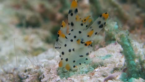 spotted cerata from pikachu nudibranch sway in soft ocean sea current