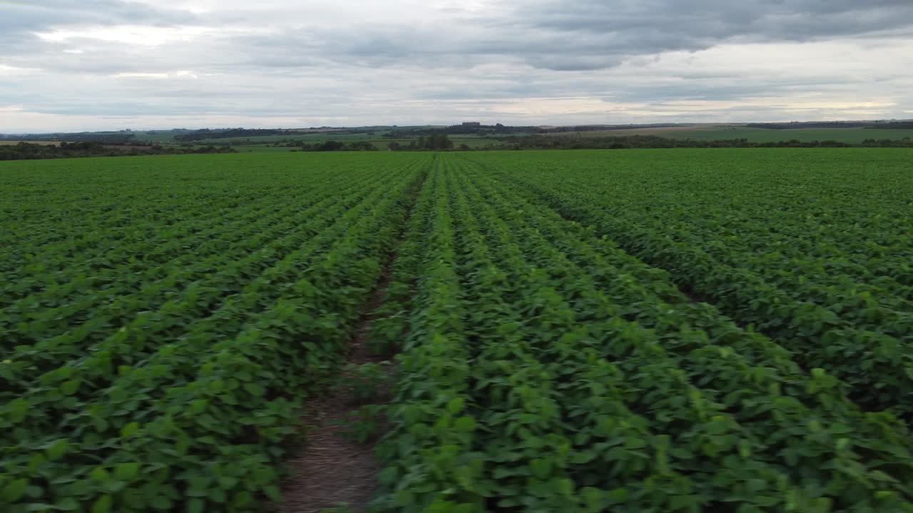campos de soja en brasil