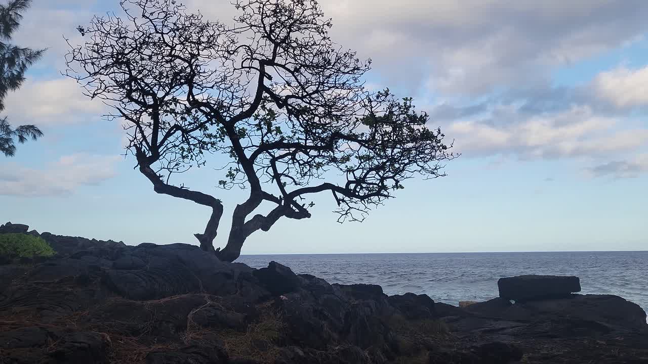 A gnarled coastal tree stands rooted in black lava rock beside the ocean, its branches reaching toward soft clouds and blue sky at the edge of a remote shoreline.
