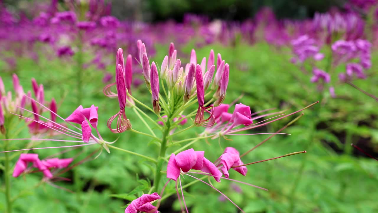 el lapso de tiempo de las flores que florecen en un jardín.