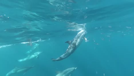 asombrosa toma en cámara lenta de delfines saltando fuera del agua, carrera de sardinas