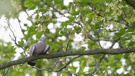 wood pigeon resting perched in a sycamore tree, video footage shot on a summers day in the uk