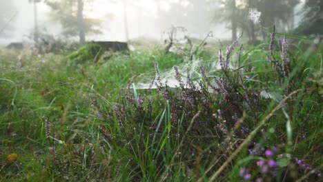 misty forest meadow with dew-covered plants and spiderwebs