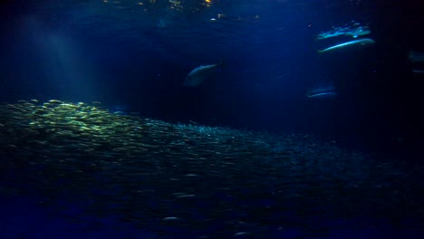 acuario de la bahía de monterey