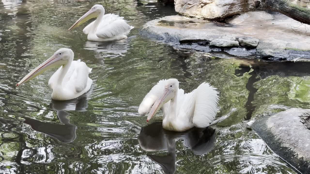 The American white pelican is a large aquatic soaring bird from the order Pelecaniformes. It breeds in interior North America, moving south and to the coasts, as far as Costa Rica, in winter.