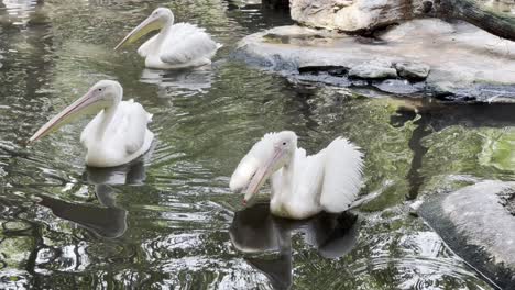the american white pelican is a large aquatic soaring bird from the order pelecaniformes. it breeds in interior north america, moving south and to the coasts, as far as costa rica, in winter.