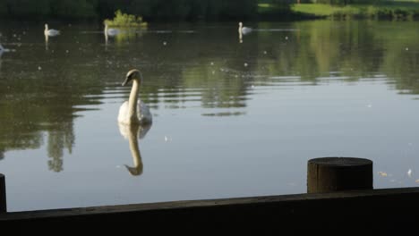 pushing shot on jetty of peaceful swan outside on calm lake