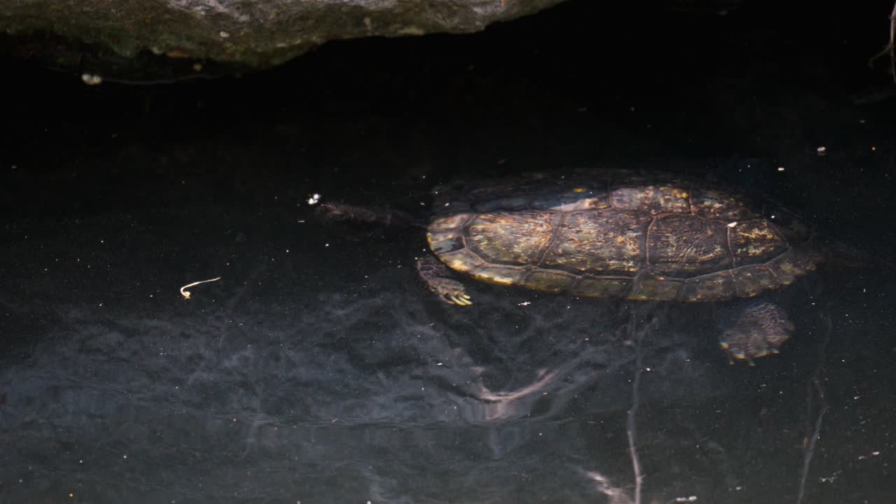 Japanese Pond Turtle Swimming Underwater In Yangjaecheon Stream, Seoul, South Korea