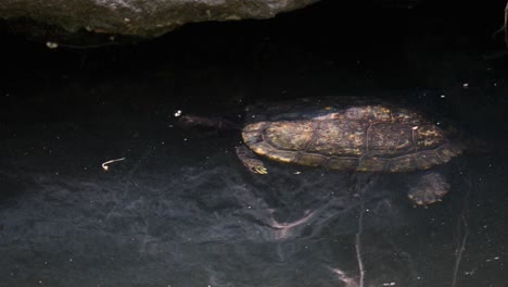 japanese pond turtle swimming underwater in yangjaecheon stream, seoul, south korea