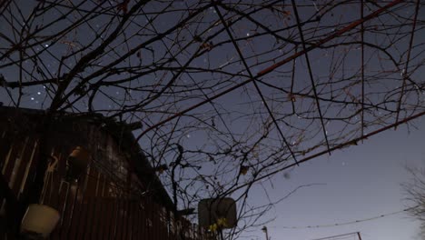 view through leafless tree branches of dark night sky with stars and sudden strike of light