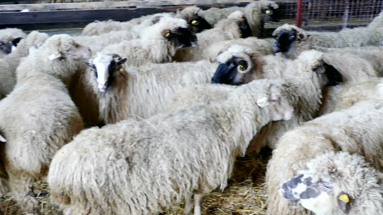 양과 양은 농장 동물에 있습니다.