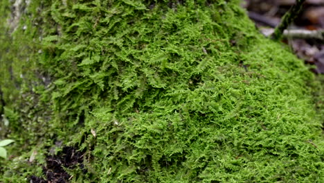 zooming in on a mass of tiny ferns at the base of a large tree