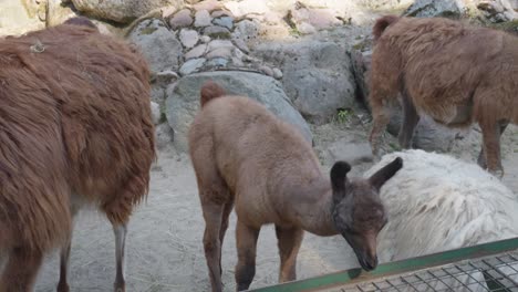 Domesticated-Llamas-At-The-Zoological-Park-In-Gdańsk,-Poland